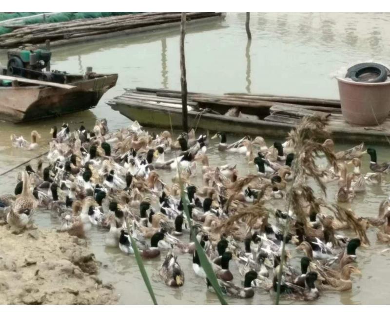 純放養(yǎng)青頭鴨、三那土雞、鳳尾菇 原生態(tài)產(chǎn)品